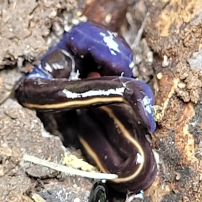 Caenoplana coerulea (Blue Planarian, Blue Garden Flatworm) at Nambucca Heads, NSW - 27 Nov 2022 by trevorpreston