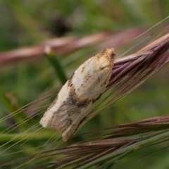 Epiphyas postvittana (Light Brown Apple Moth) at Mount Painter - 24 Nov 2022 by CathB