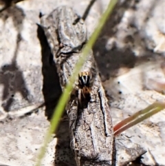 Maratus purcellae (Purcell's peacock spider) at Cook, ACT - 24 Nov 2022 by CathB