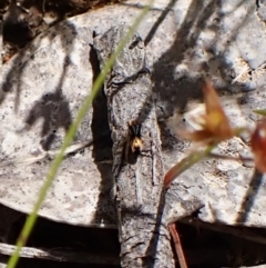 Maratus purcellae at Cook, ACT - 24 Nov 2022