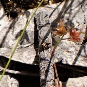 Maratus purcellae at Cook, ACT - 24 Nov 2022