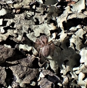 Maratus purcellae at Cook, ACT - 24 Nov 2022