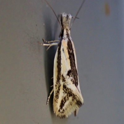 Thema macroscia (A concealer moth) at Cook, ACT - 24 Nov 2022 by CathB