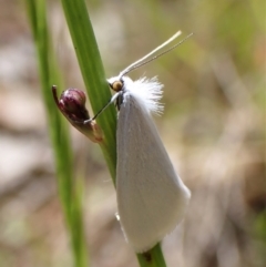 Tipanaea patulella (The White Crambid moth) at Cook, ACT - 26 Nov 2022 by CathB