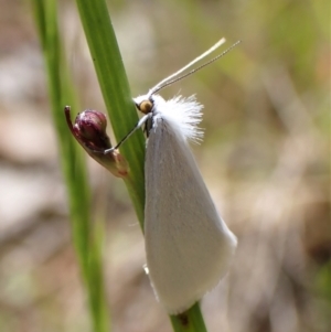 Tipanaea patulella at Cook, ACT - 26 Nov 2022