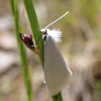 Tipanaea patulella (The White Crambid moth) at Cook, ACT - 26 Nov 2022 by CathB