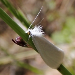 Tipanaea patulella at Cook, ACT - 26 Nov 2022