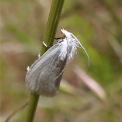 Tipanaea patulella at Cook, ACT - 26 Nov 2022 12:01 PM