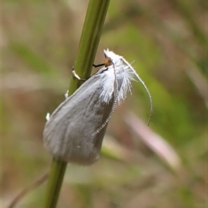 Tipanaea patulella at Cook, ACT - 26 Nov 2022