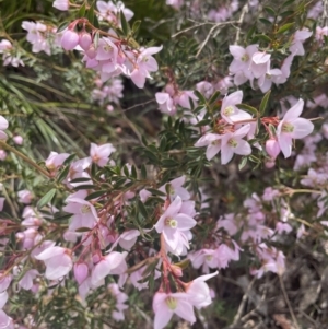 Boronia floribunda at Blue Mountains National Park, NSW - 27 Nov 2022