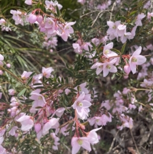 Boronia floribunda at Blue Mountains National Park, NSW - 27 Nov 2022 11:32 AM