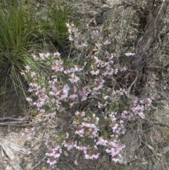 Boronia floribunda at Blue Mountains National Park, NSW - 27 Nov 2022 11:32 AM