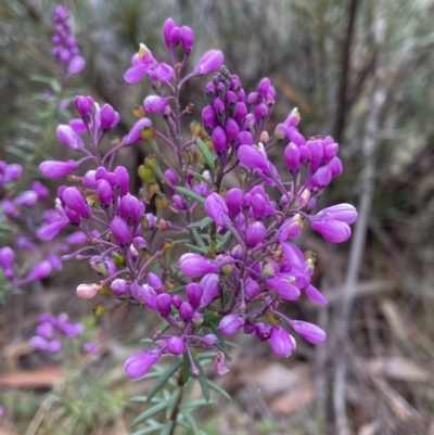 Comesperma ericinum (Heath Milkwort) at Blue Mountains National Park, NSW - 27 Nov 2022 by Mavis