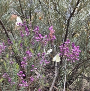 Comesperma ericinum at Blue Mountains National Park, NSW - 27 Nov 2022