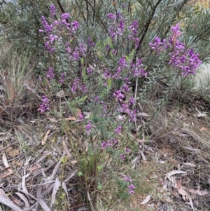 Comesperma ericinum at Blue Mountains National Park, NSW - 27 Nov 2022