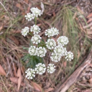 Poranthera corymbosa at Blue Mountains National Park, NSW - 27 Nov 2022 11:11 AM