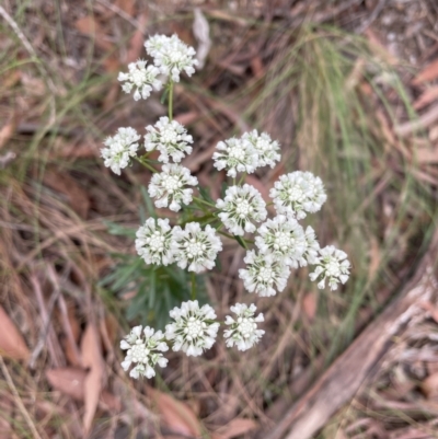 Poranthera corymbosa (Clustered Poranthera) at Blue Mountains National Park - 27 Nov 2022 by Mavis