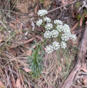 Poranthera corymbosa at Blue Mountains National Park, NSW - 27 Nov 2022