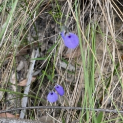 Hybanthus monopetalus (Slender Violet) at Blue Mountains National Park, NSW - 27 Nov 2022 by Mavis