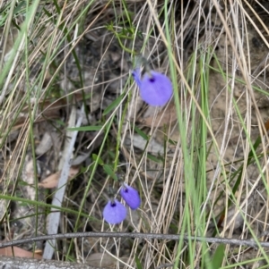 Hybanthus monopetalus at Blue Mountains National Park, NSW - 27 Nov 2022