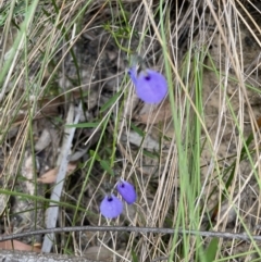 Pigea monopetala (Slender Violet) at Blue Mountains National Park, NSW - 27 Nov 2022 by Mavis