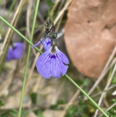 Hybanthus monopetalus at Blue Mountains National Park, NSW - 27 Nov 2022 11:09 AM