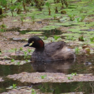 Tachybaptus novaehollandiae at Hackett, ACT - 27 Nov 2022