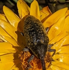 Larinus latus (Onopordum seed weevil) at Googong, NSW - 24 Nov 2022 by MTranter