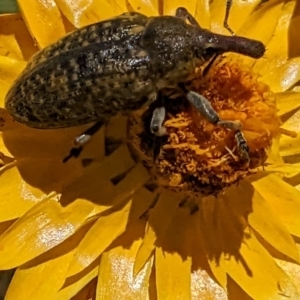 Larinus latus at Googong, NSW - 24 Nov 2022 01:30 PM