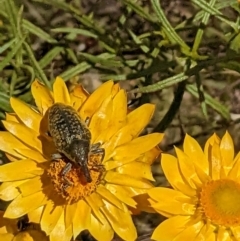 Larinus latus at Googong, NSW - 24 Nov 2022 01:30 PM