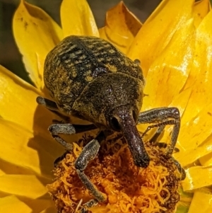 Larinus latus at Googong, NSW - 24 Nov 2022