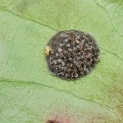 Unidentified Scale insect or Mealybug (Hemiptera, Coccoidea) at Nambucca Heads, NSW - 27 Nov 2022 by trevorpreston