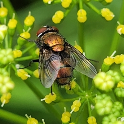 Tachinidae (family) (Unidentified Bristle fly) at Nambucca Heads, NSW - 27 Nov 2022 by trevorpreston