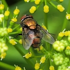 Unidentified True fly (Diptera) at Nambucca Heads, NSW - 27 Nov 2022 by trevorpreston