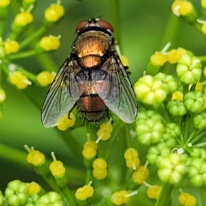 Tachinidae (family) at Nambucca Heads, NSW - 27 Nov 2022 12:23 PM