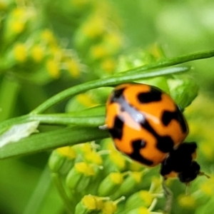 Coccinella transversalis at Nambucca Heads, NSW - 27 Nov 2022