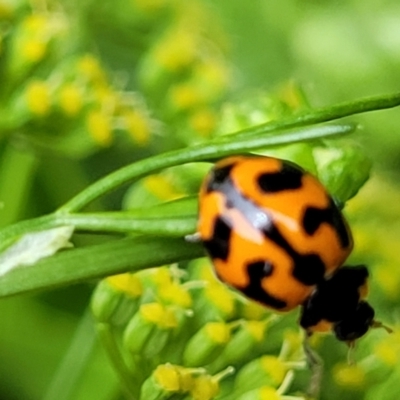 Coccinella transversalis (Transverse Ladybird) at Nambucca Heads, NSW - 27 Nov 2022 by trevorpreston