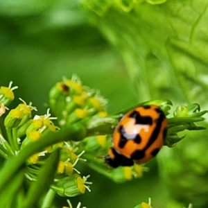 Coccinella transversalis at Nambucca Heads, NSW - 27 Nov 2022