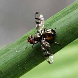 Platystomatidae (family) at Nambucca Heads, NSW - 27 Nov 2022 12:20 PM