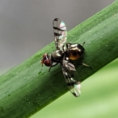 Unidentified True fly (Diptera) (TBC) at Nambucca Heads, NSW - 27 Nov 2022 by trevorpreston