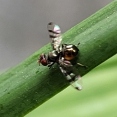 Platystomatidae (family) at Nambucca Heads, NSW - 27 Nov 2022 12:20 PM