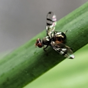 Platystomatidae (family) at Nambucca Heads, NSW - 27 Nov 2022 12:20 PM