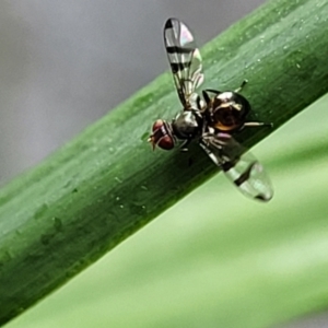 Platystomatidae (family) at Nambucca Heads, NSW - 27 Nov 2022 12:20 PM