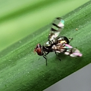 Platystomatidae (family) at Nambucca Heads, NSW - 27 Nov 2022 12:20 PM