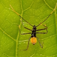 Reduviidae (family) (An assassin bug) at Nambucca Heads, NSW - 27 Nov 2022 by trevorpreston