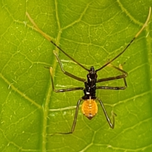 Reduviidae (family) at Nambucca Heads, NSW - 27 Nov 2022 12:15 PM