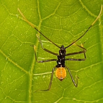 Unidentified Insect at Nambucca Heads, NSW - 27 Nov 2022 by trevorpreston