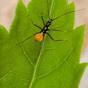 Reduviidae (family) at Nambucca Heads, NSW - 27 Nov 2022 12:15 PM
