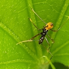 Reduviidae (family) at Nambucca Heads, NSW - 27 Nov 2022 12:15 PM