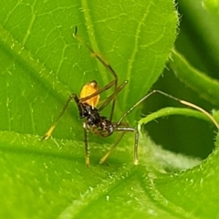 Reduviidae (family) at Nambucca Heads, NSW - 27 Nov 2022 12:15 PM